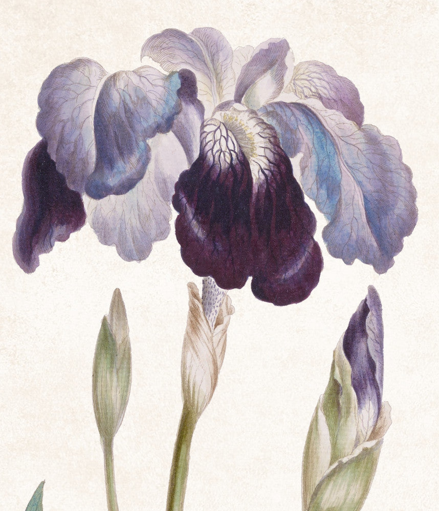 Iris Germanica Print Vintage Book Plate Art Botanical Illustration
