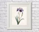 Iris Germanica Print Vintage Book Plate Art Botanical Illustration