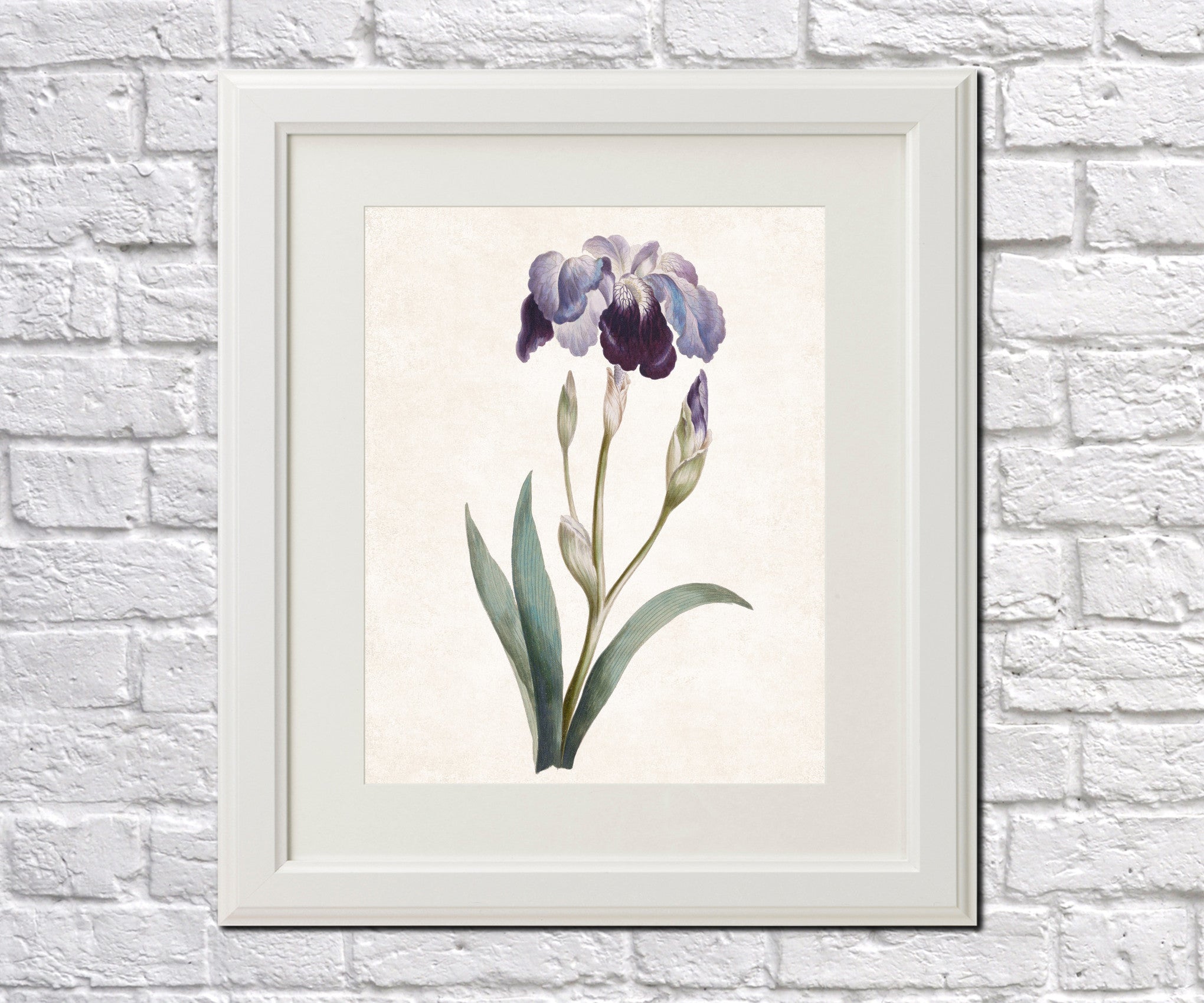 Iris Germanica Print Vintage Book Plate Art Botanical Illustration