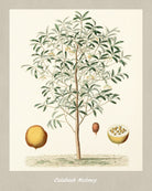 Nutmeg Print Vintage Botanical Illustration Poster Art - OnTrendAndFab