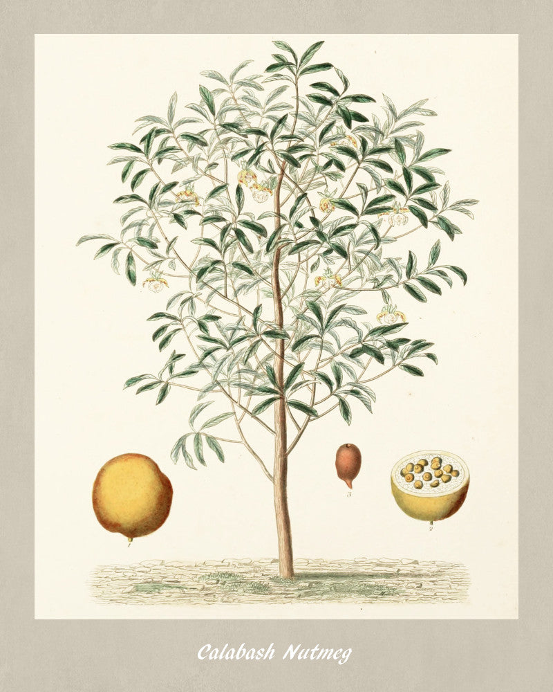 Nutmeg Print Vintage Botanical Illustration Poster Art - OnTrendAndFab