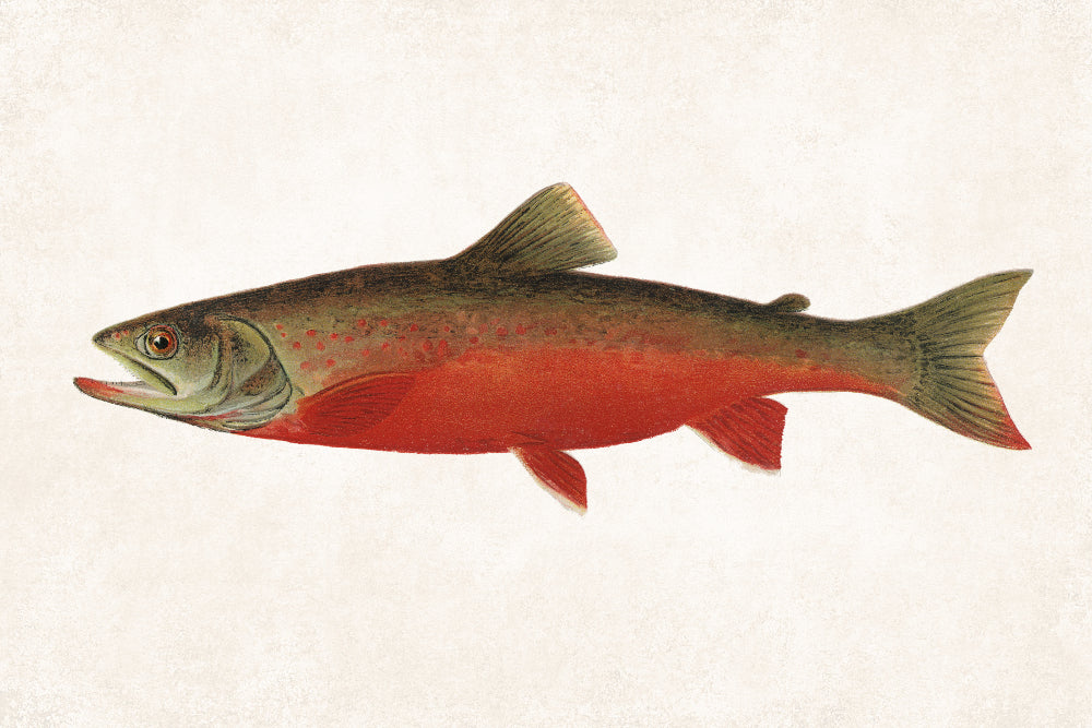 Canadian Red Trout Fishing Print, Angling Wall Art