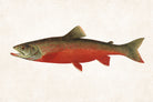 Canadian Red Trout Fishing Print, Angling Wall Art