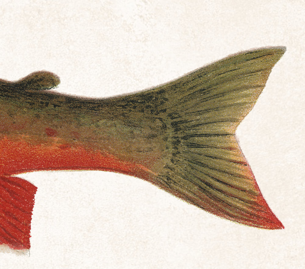 Canadian Red Trout Fishing Print, Angling Wall Art