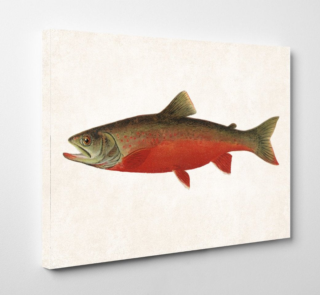 Canadian Red Trout Fishing Print, Angling Wall Art