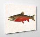 Canadian Red Trout Fishing Print, Angling Wall Art