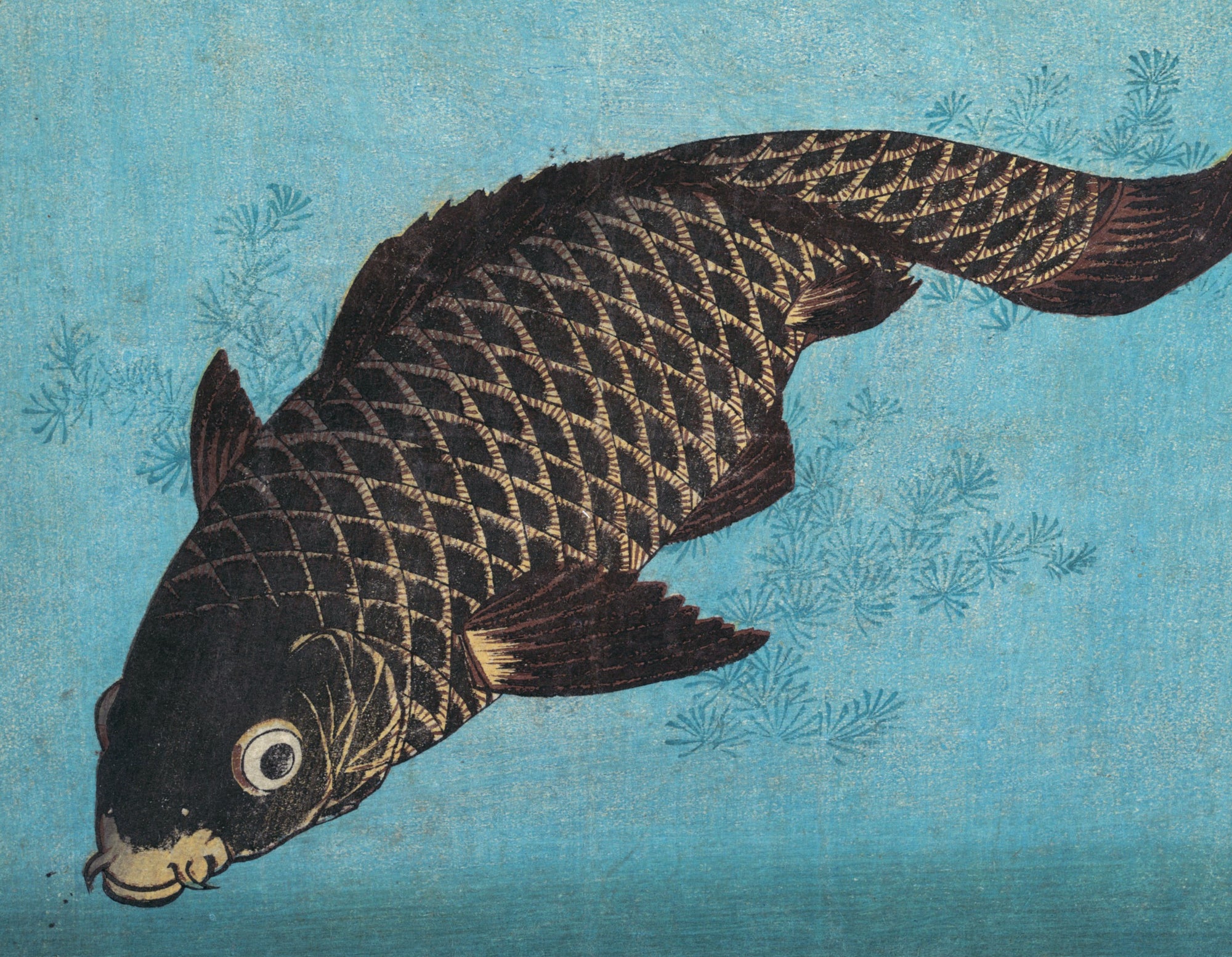Keisai Eisen, Japanese Art Print : Carp