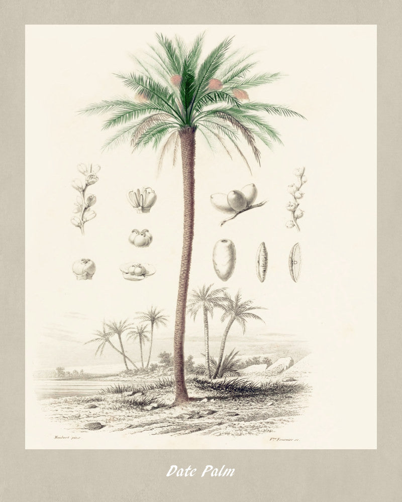 Date Palm Print Vintage Botanical Illustration Poster Art - OnTrendAndFab