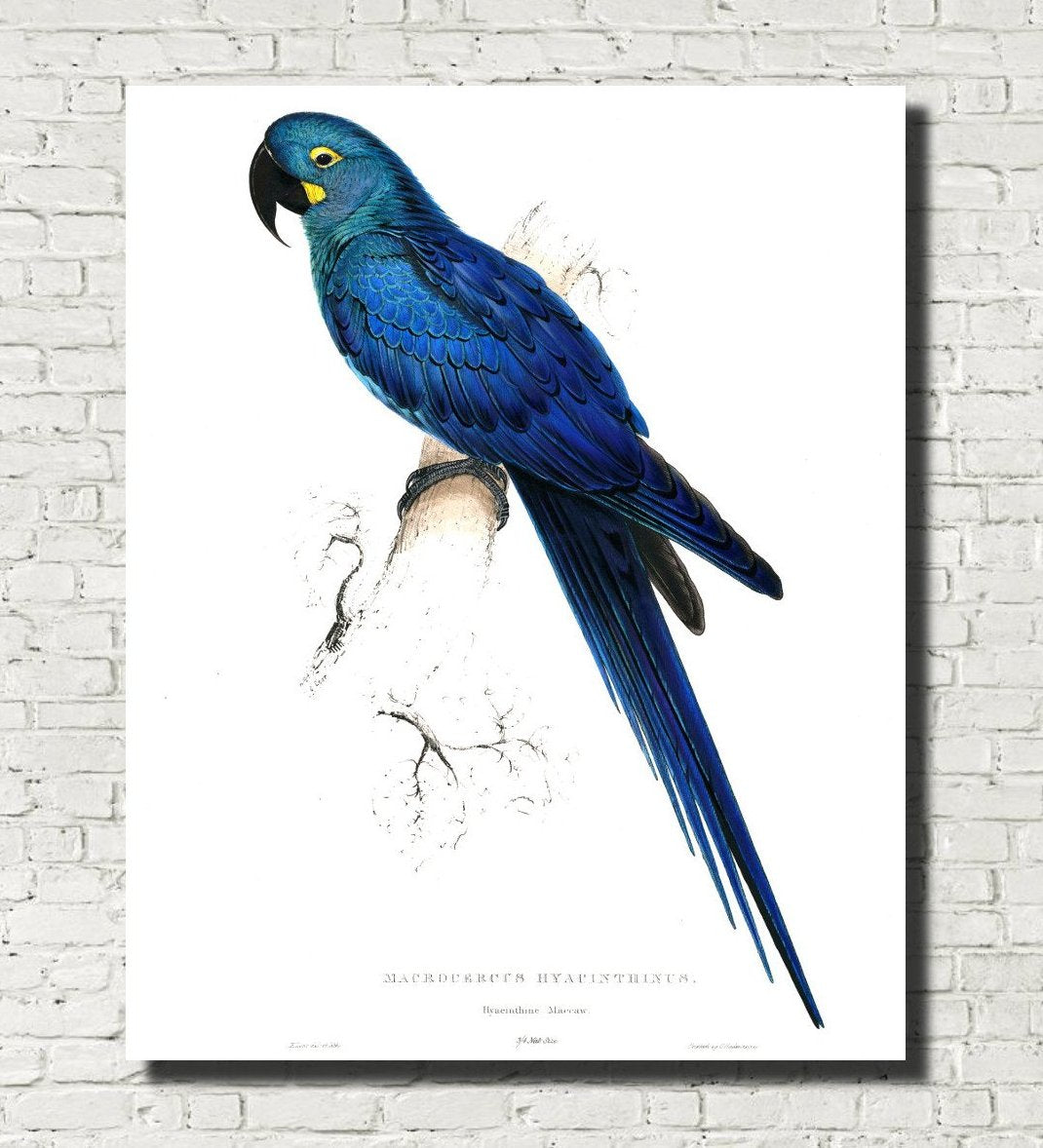 Hyacinth Macaw Illustration Print Vintage Bird Sketch Art 0426