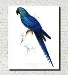 Hyacinth Macaw Illustration Print Vintage Bird Sketch Art 0426