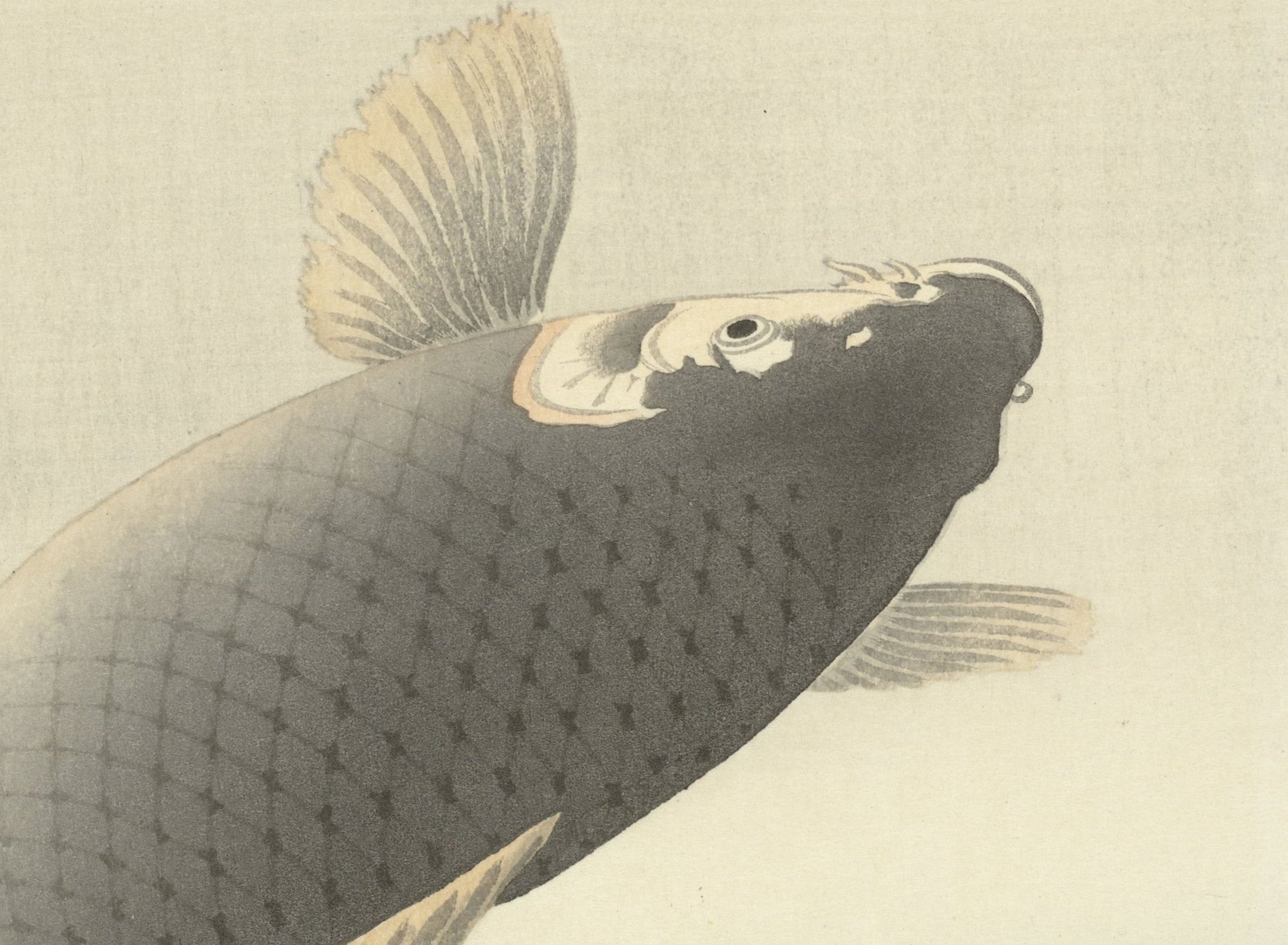 Ohara Koson Japanese Fine Art Print, Jumping Carp