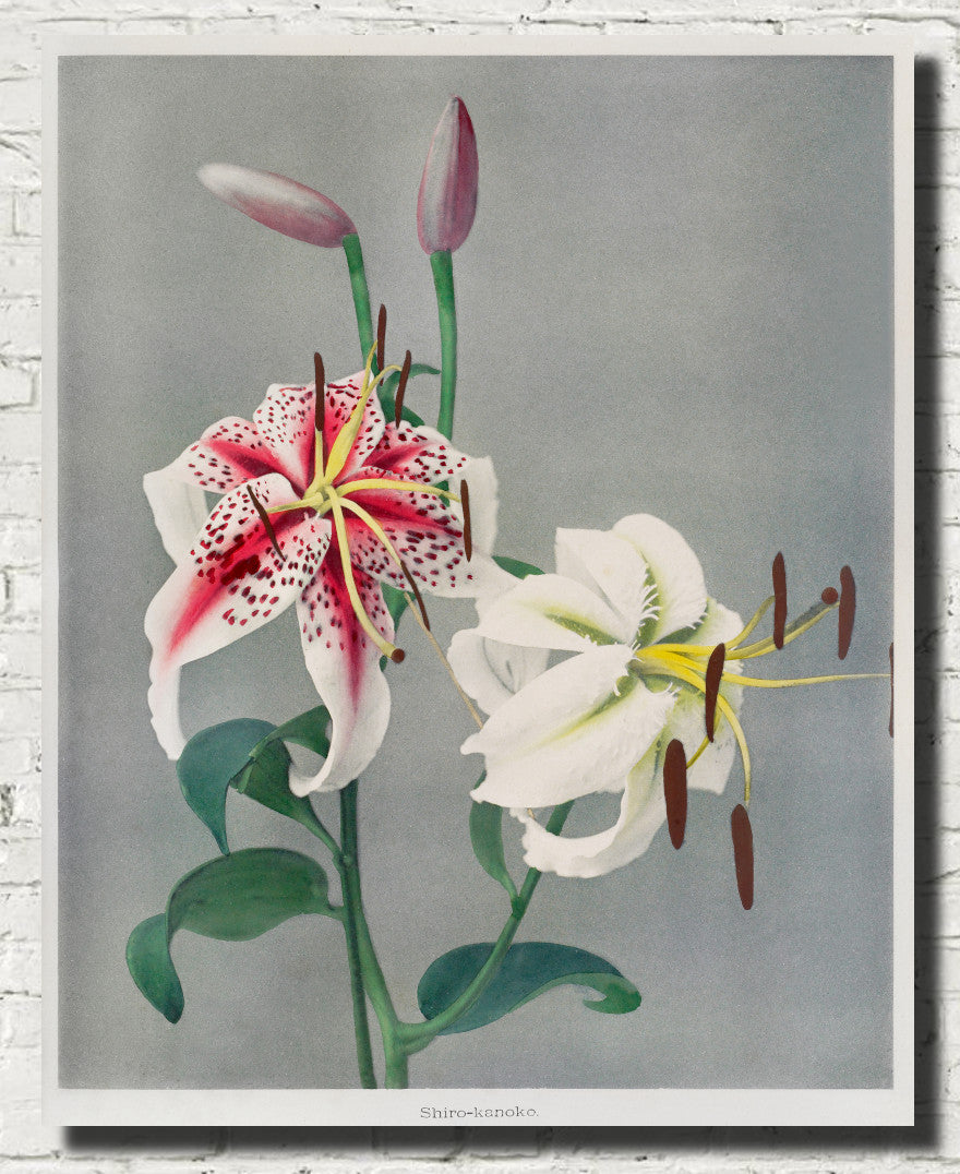 Ogawa Kazumasa Botanical Art Print, Lily