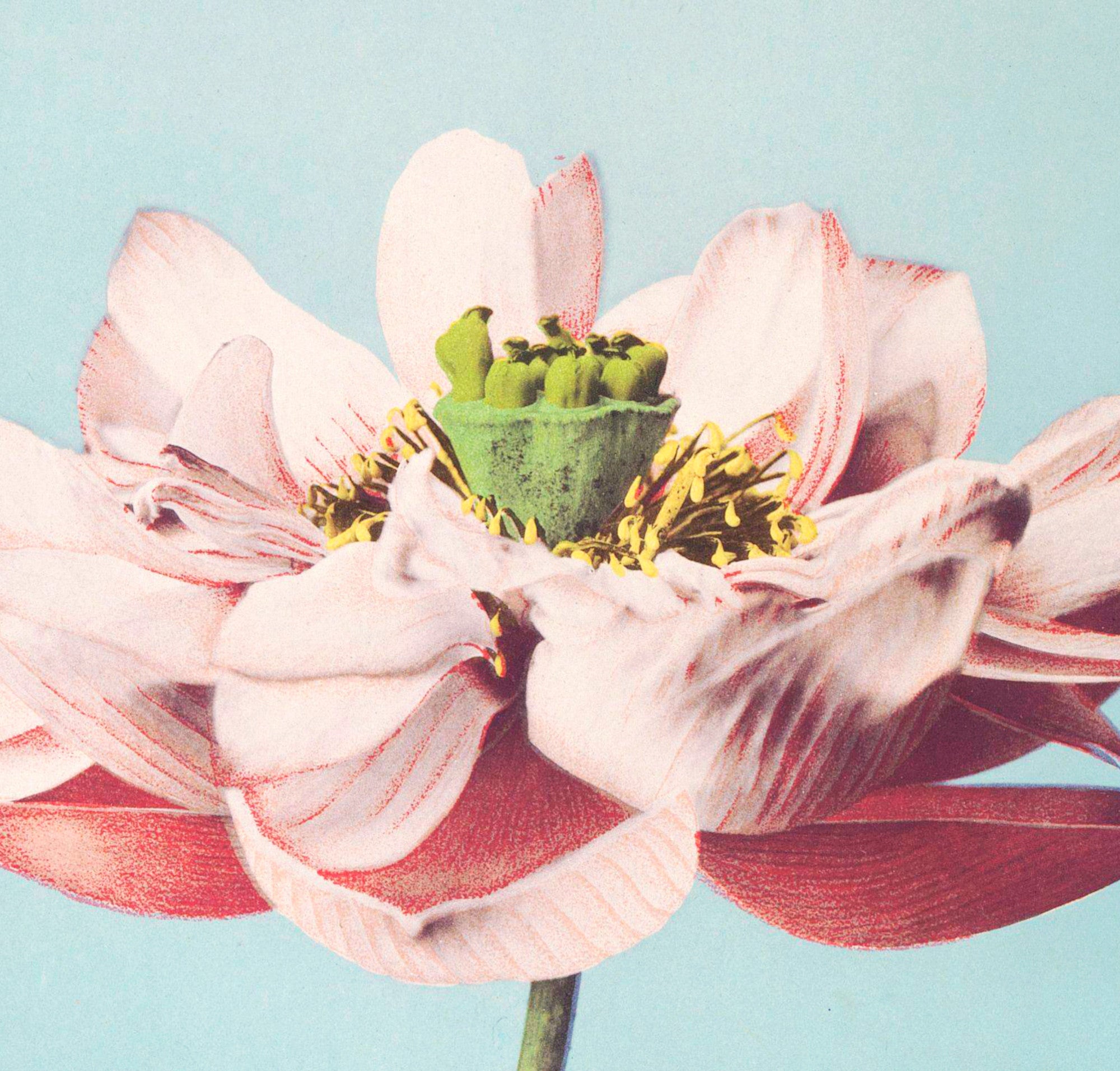 Ogawa Kazumasa Botanical Art Print, Lotus Flowers