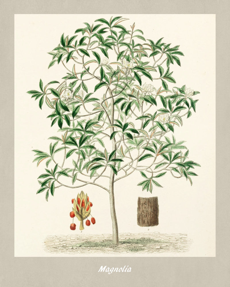 Magnolia Print Vintage Botanical Illustration Poster Art - OnTrendAndFab