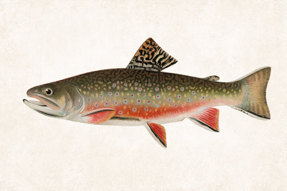 Male Brook Trout Fishing Print, Angling Wall Art 0584