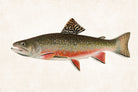 Male Brook Trout Fishing Print, Angling Wall Art 0584