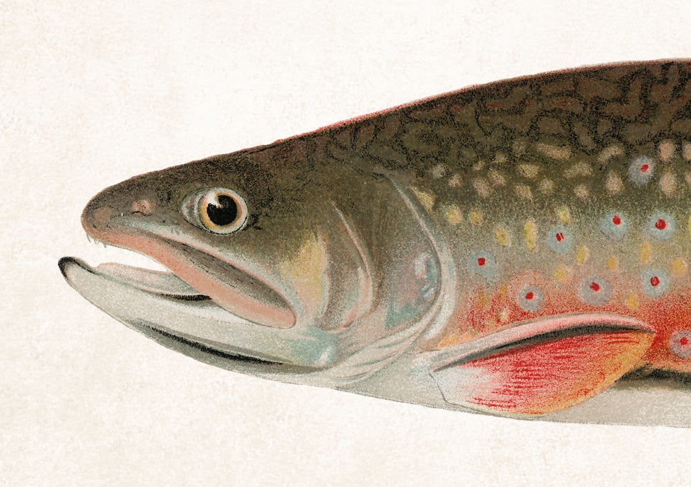 Male Brook Trout Fishing Print, Angling Wall Art 0584