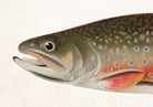 Male Brook Trout Fishing Print, Angling Wall Art 0584