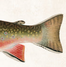 Male Brook Trout Fishing Print, Angling Wall Art 0584