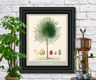 Nutmeg Print Vintage Botanical Illustration Poster Art - OnTrendAndFab