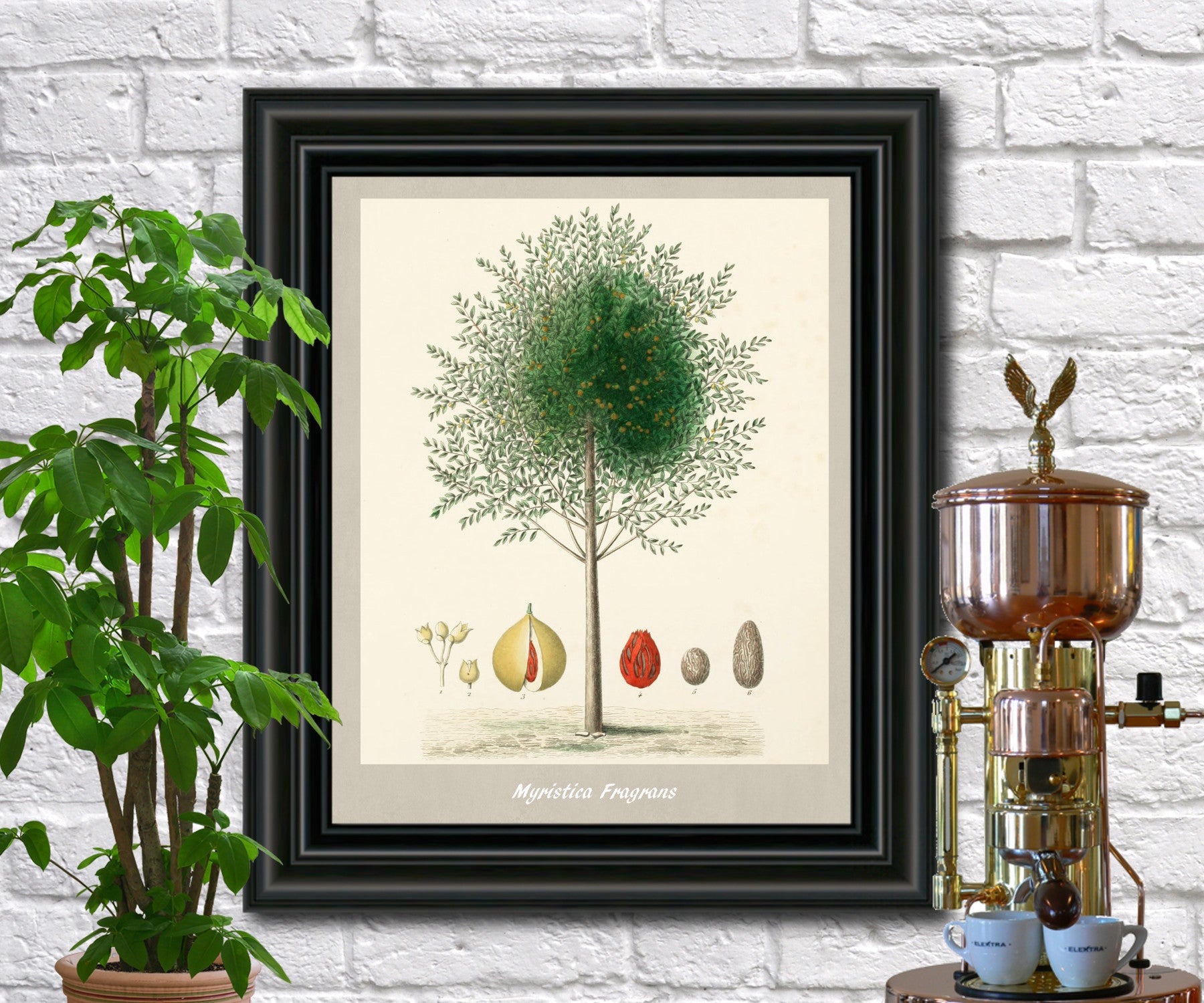 Nutmeg Print Vintage Botanical Illustration Poster Art - OnTrendAndFab