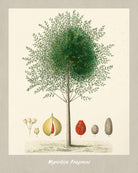Nutmeg Print Vintage Botanical Illustration Poster Art - OnTrendAndFab