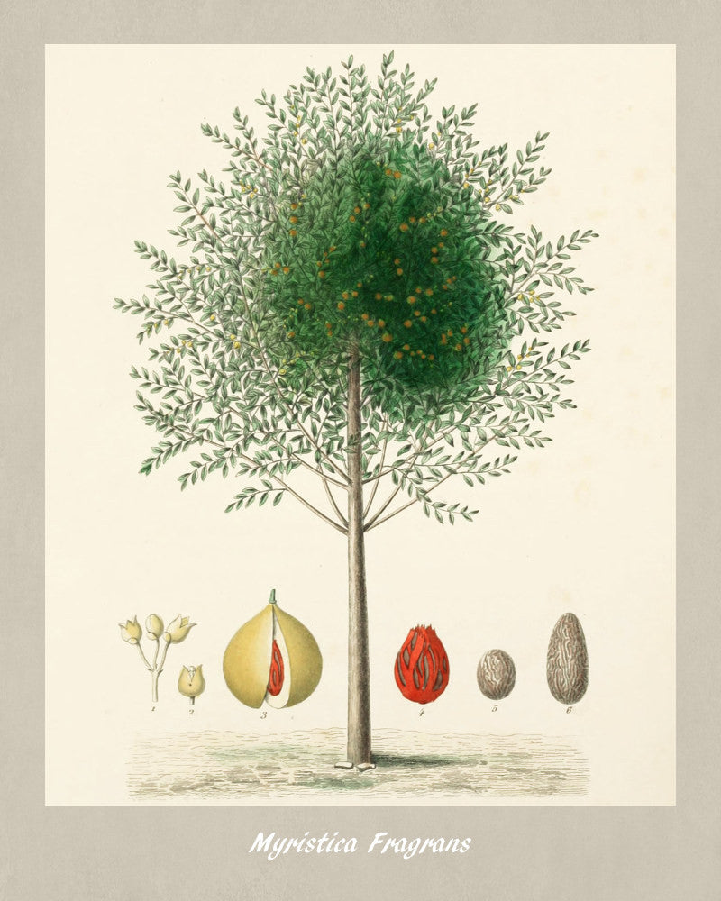 Nutmeg Print Vintage Botanical Illustration Poster Art - OnTrendAndFab