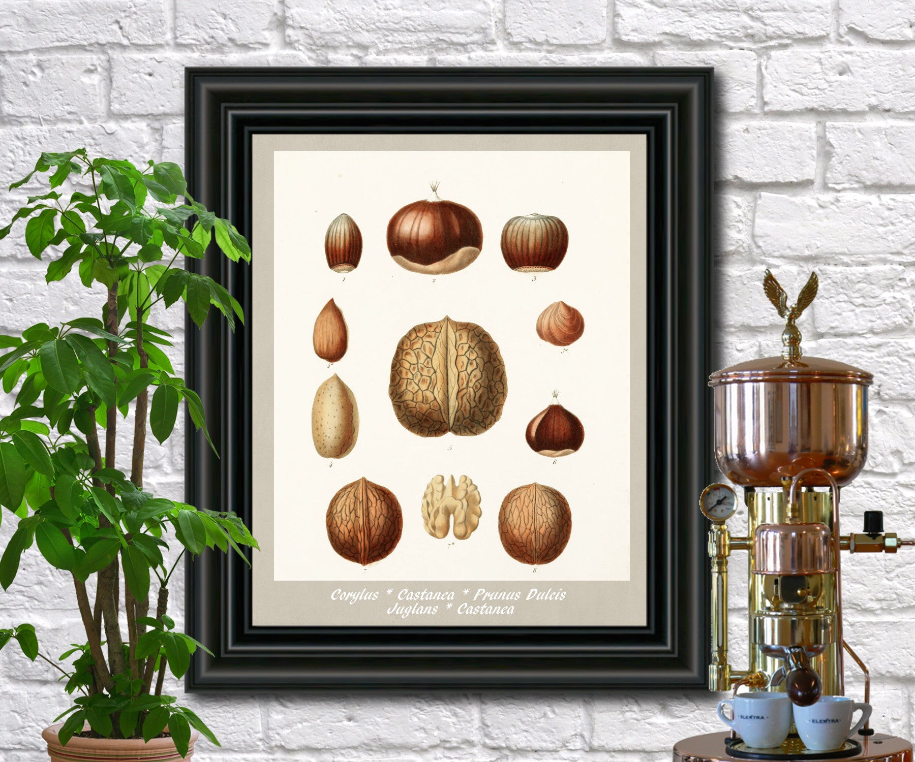 Nuts Print Vintage Botanical Illustration Poster Art - OnTrendAndFab
