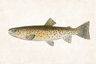 Rocky Mountain Trout Fishing Print, Angling Wall Art 0586