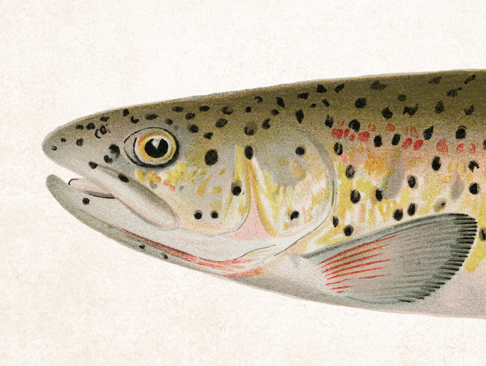 Rocky Mountain Trout Fishing Print, Angling Wall Art 0586