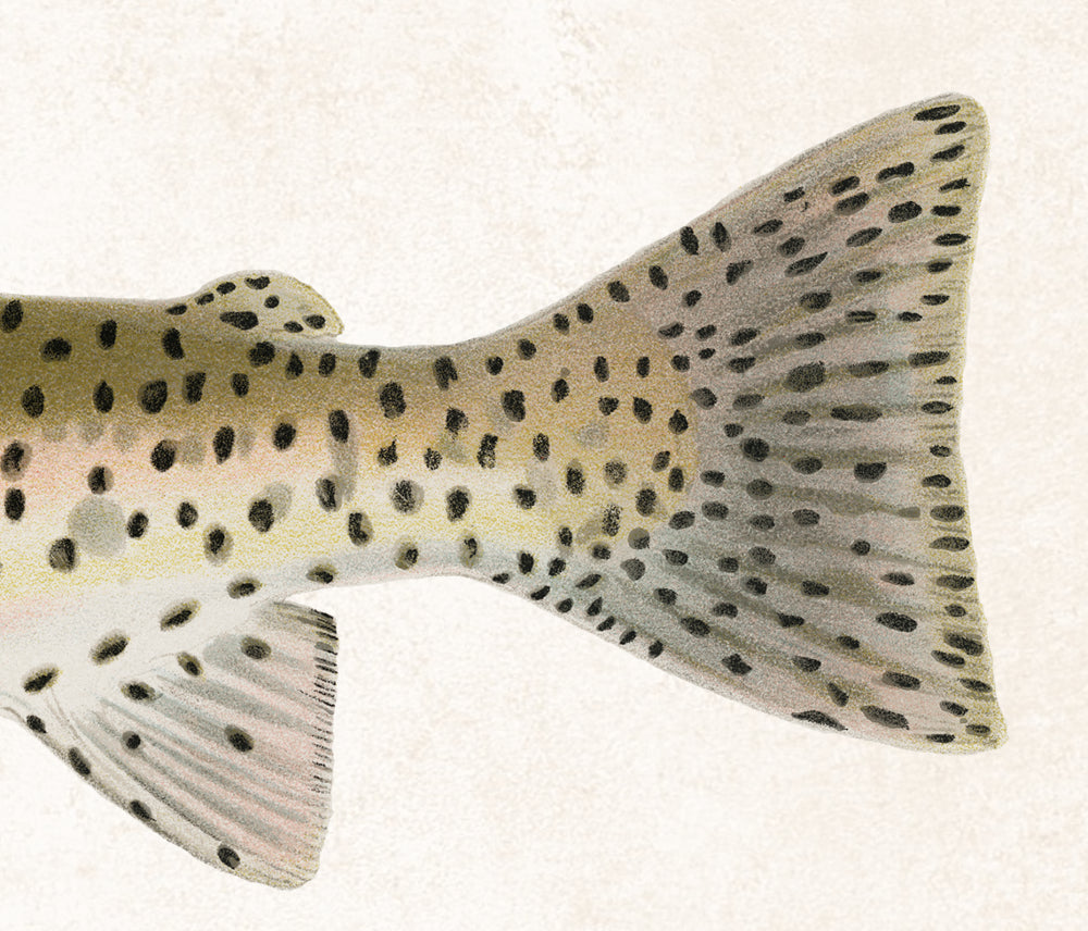 Rocky Mountain Trout Fishing Print, Angling Wall Art 0586