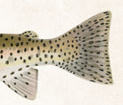 Rocky Mountain Trout Fishing Print, Angling Wall Art 0586