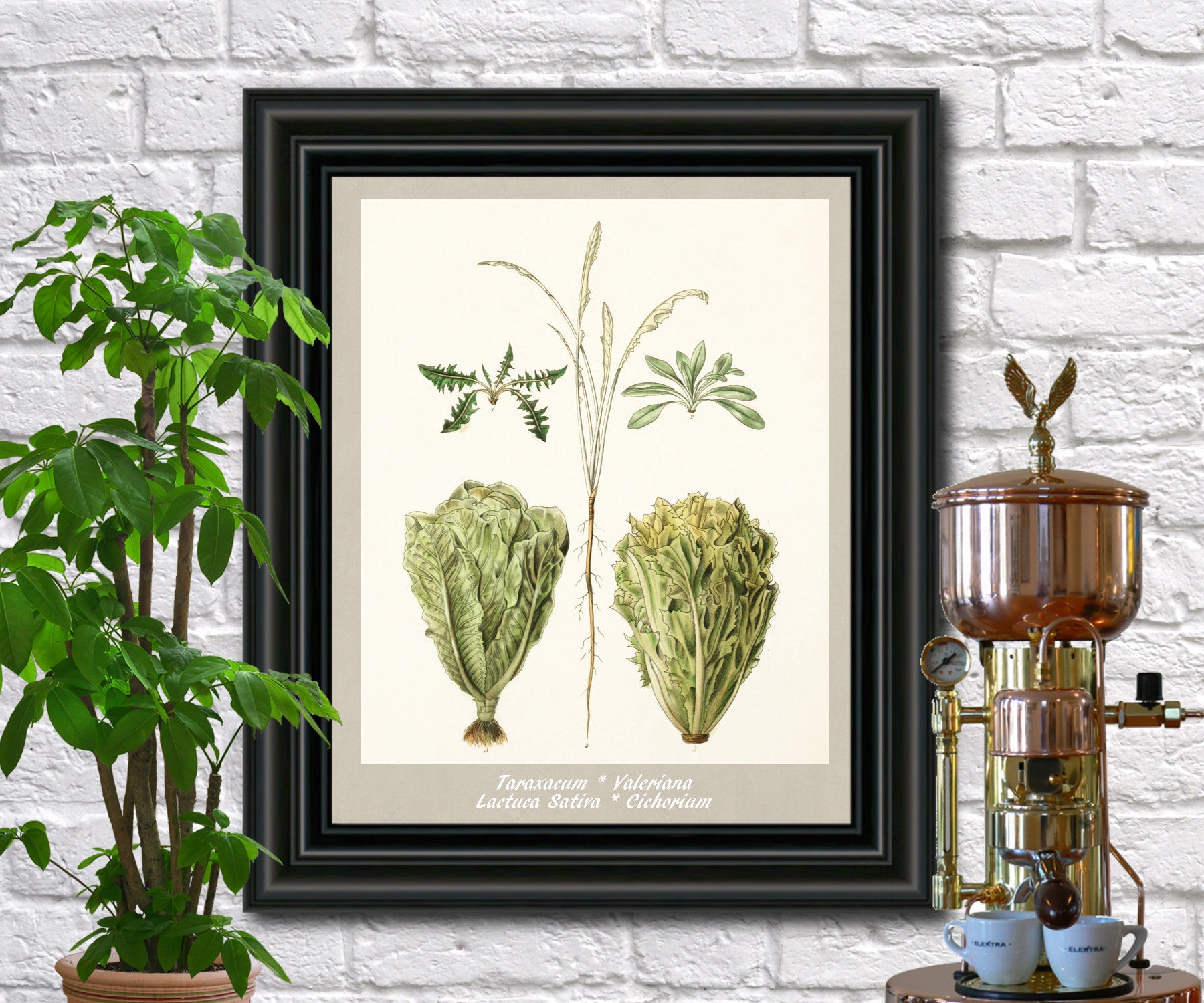 Salad Print Vintage Botanical Illustration Poster Art - OnTrendAndFab
