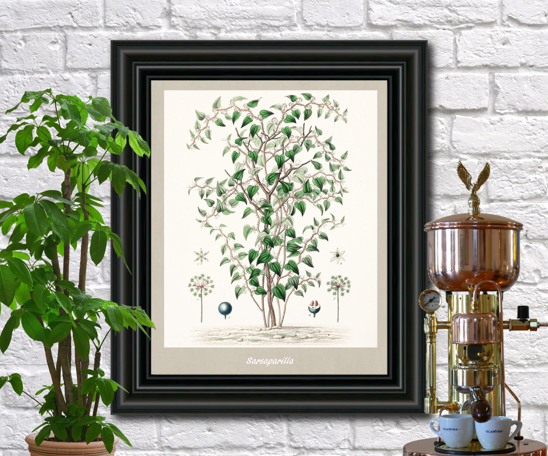 Sarsaparilla Print Vintage Botanical Illustration Poster Art - OnTrendAndFab