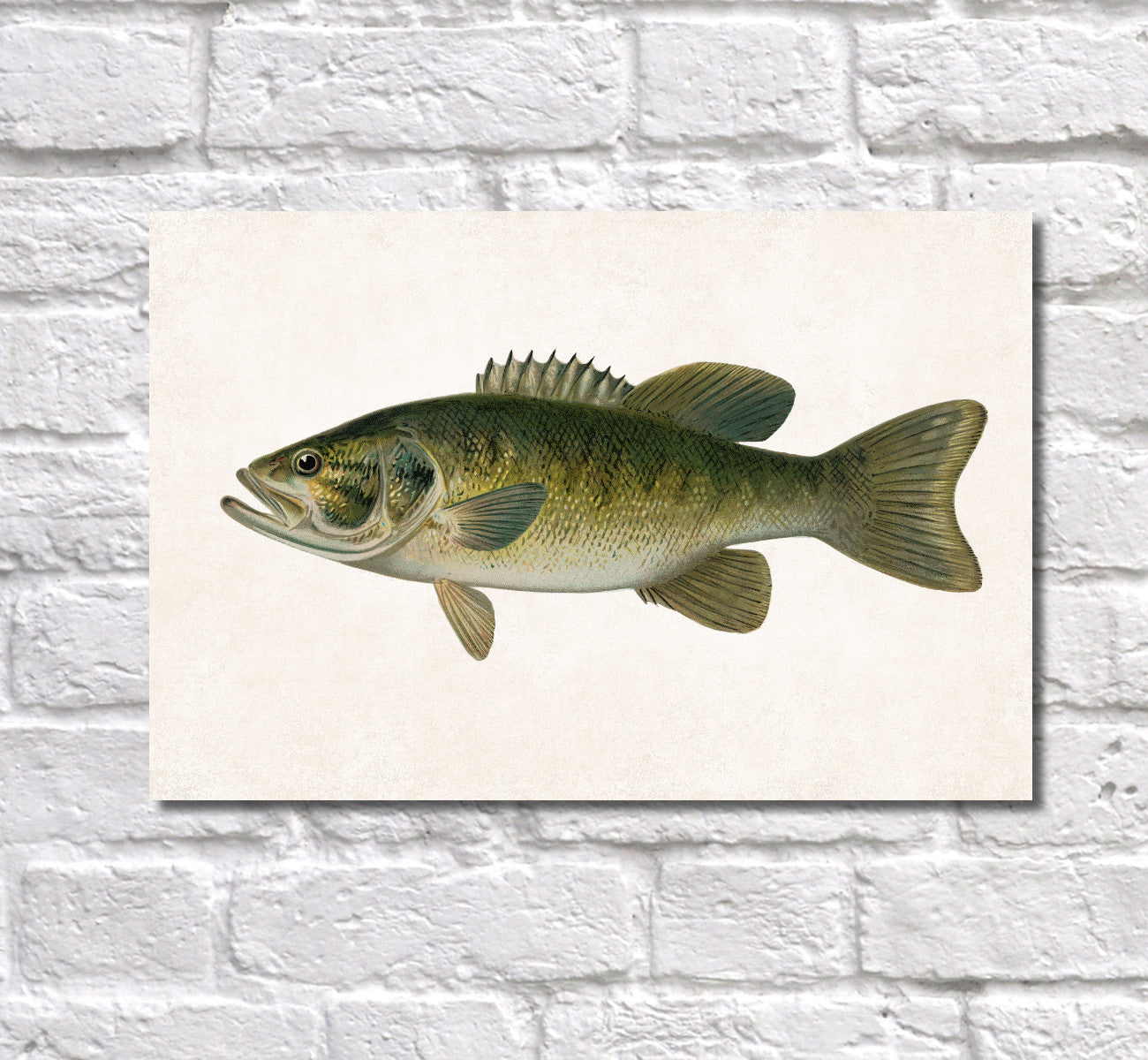 Small Mouthed Bass Fishing Print, Angling Wall Art 0595