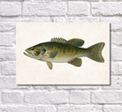 Small Mouthed Bass Fishing Print, Angling Wall Art 0595