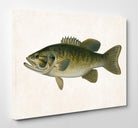 Small Mouthed Bass Fishing Print, Angling Wall Art 0595