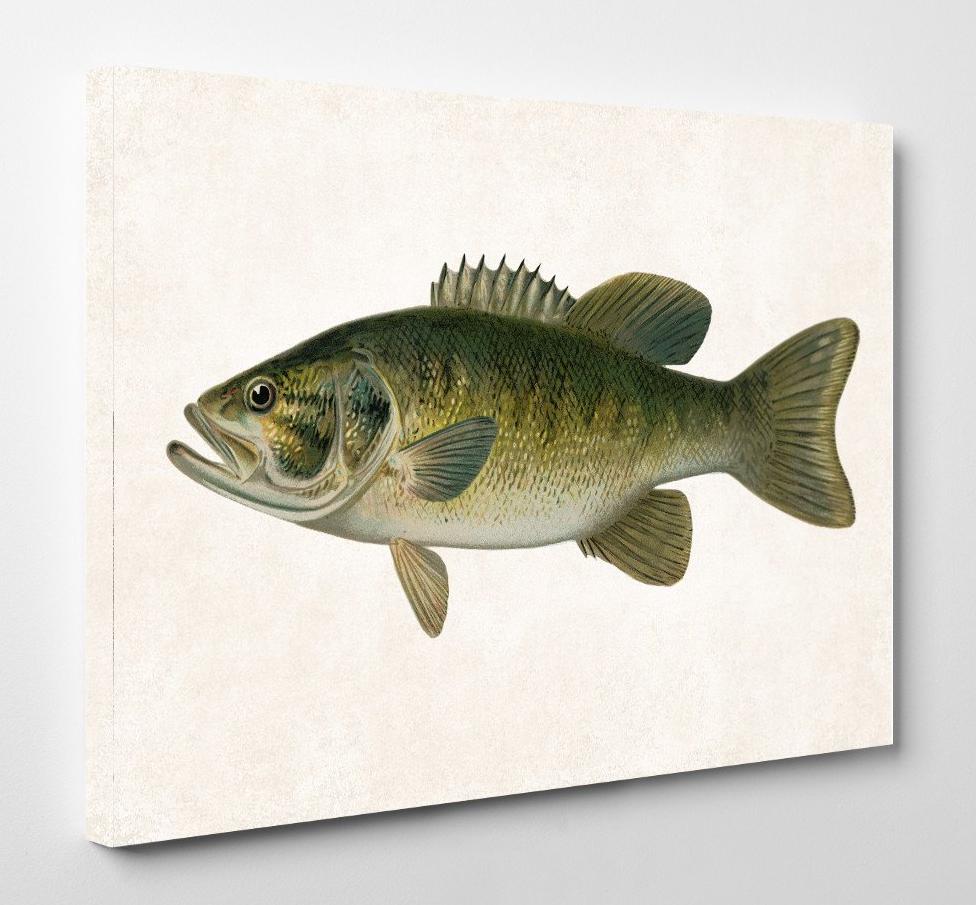 Small Mouthed Bass Fishing Print, Angling Wall Art 0595