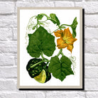 Squash Print Vintage Botanical Sketch Poster Art