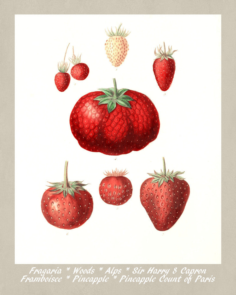 Strawberries Print Vintage Botanical Illustration Poster Art - OnTrendAndFab