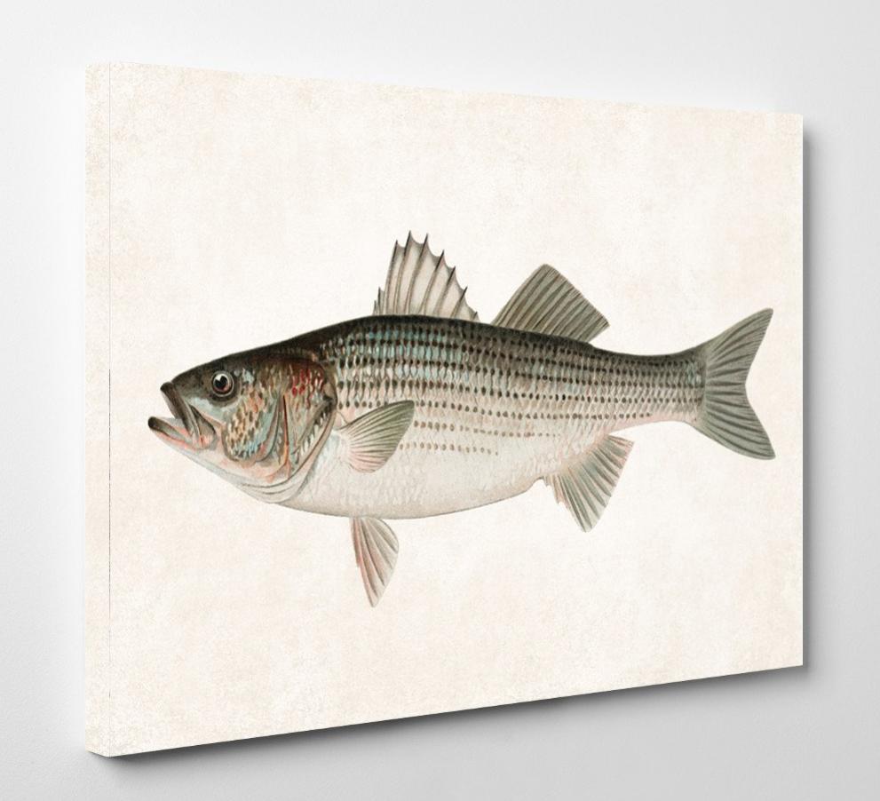 Striped Bass Fishing Print, Angling Wall Art 0594