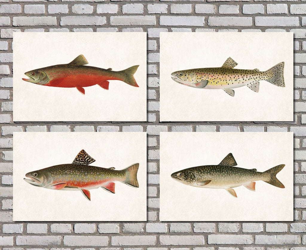 Trout Fishing Prints Set 4 Angling Wall Art 0589