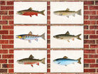 Trout Fishing Prints Set 6 Angling Wall Art 0588