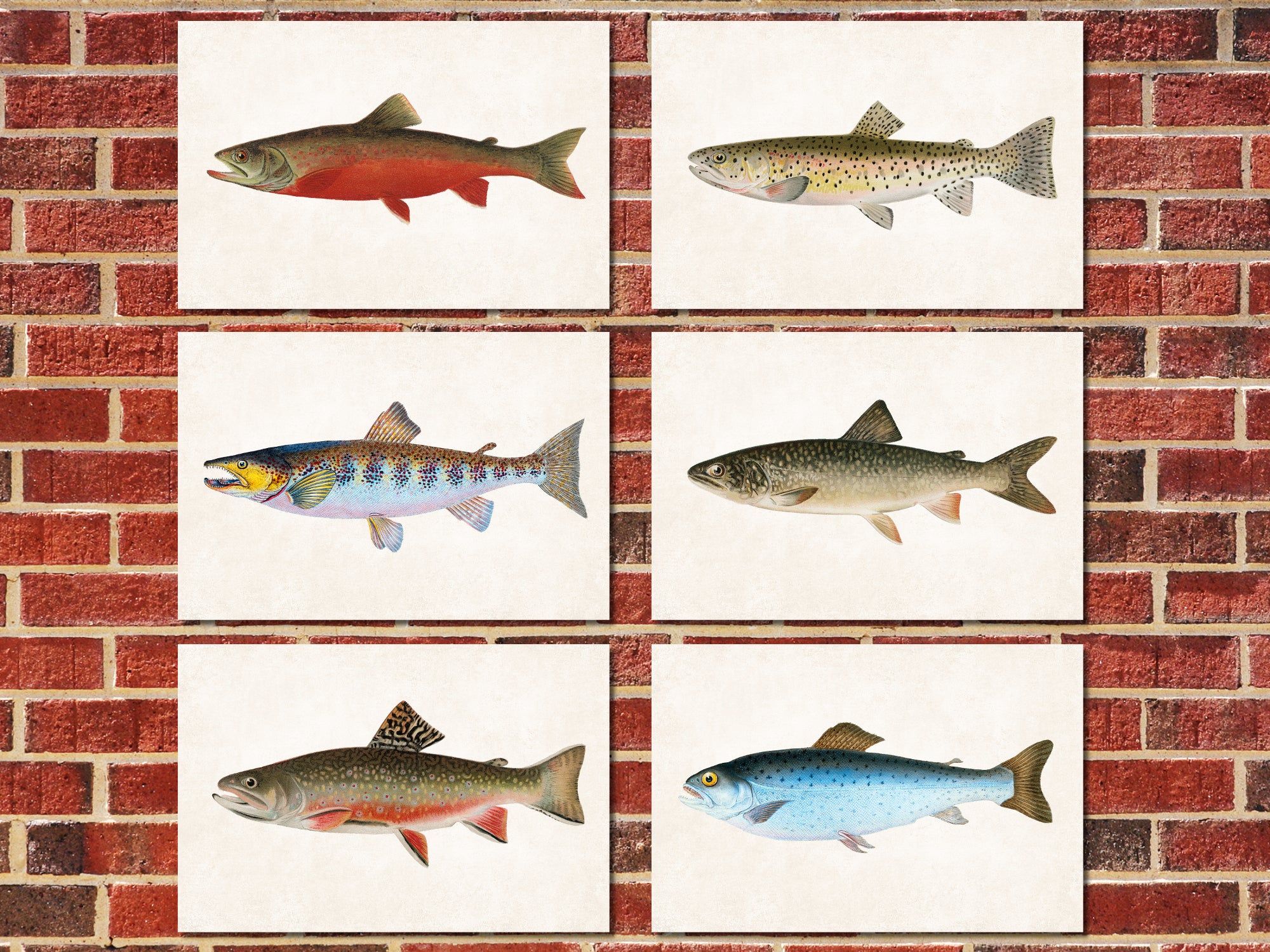 Trout Fishing Prints Set 6 Angling Wall Art 0588