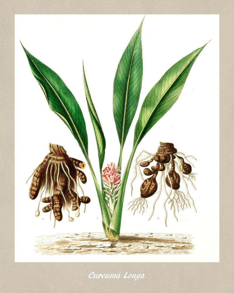 Turmeric Print Vintage Botanical Illustration Poster Art - OnTrendAndFab