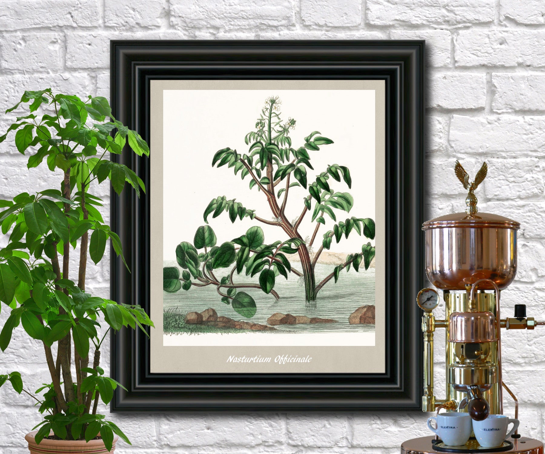 Watercress Print Vintage Botanical Illustration Poster Art - OnTrendAndFab