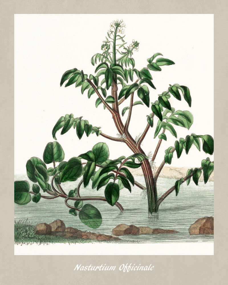 Watercress Print Vintage Botanical Illustration Poster Art - OnTrendAndFab