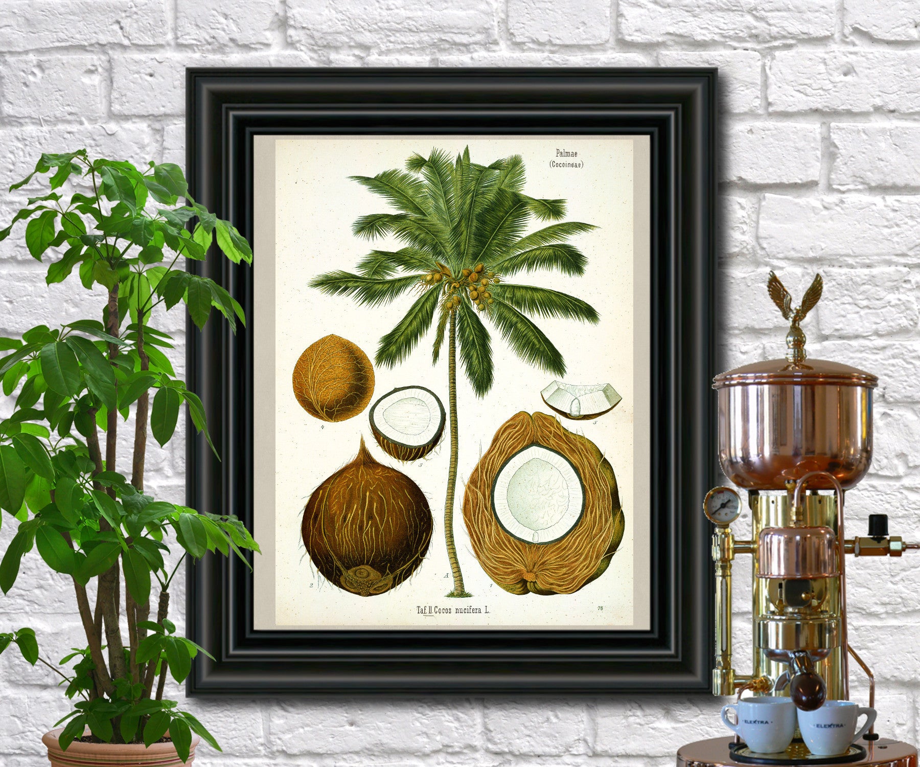 Botanical Prints