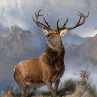 Wildlife prints from gallerythane.com