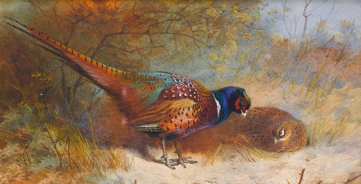 Archibald Thorburn paintings